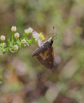 Broad-winged Skipper